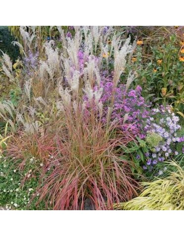 Maiden Grass, Miscanthus sinensis 'Little Miss' 3G