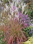 Maiden Grass, Miscanthus sinensis 'Little Miss' 3G