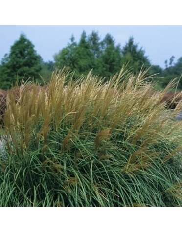 Maiden Grass, Miscanthus sinensis 'Adagio' 1G