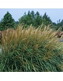 Maiden Grass, Miscanthus sinensis 'Adagio' 1G