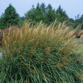 Maiden Grass, Miscanthus sinensis 'Adagio' 3G