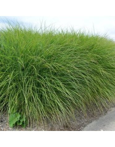 Maiden Grass, Miscanthus sinensis 'Gracillimus' 3G