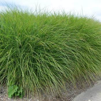Maiden Grass, Miscanthus sinensis 'Gracillimus' 3G