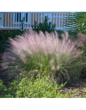 Muhly, Muhlenbergia capillaris 'Pink' 1G