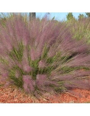 Muhly, Muhlenbergia capillaris 'Pink' 3G