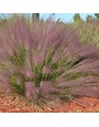 Muhly, Muhlenbergia capillaris 'Pink' 3G
