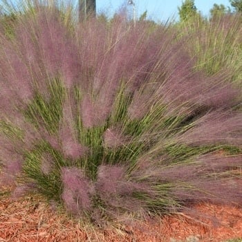 Muhly, Muhlenbergia capillaris 'Pink' 3G