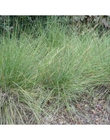 Muhly, Muhlenbergia capillaris 'Pink' 3G