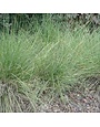Muhly, Muhlenbergia capillaris 'Pink' 3G