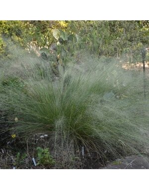Muhly, Muhlenbergia capillaris 'White Cloud' 1G