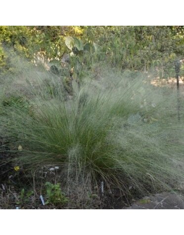 Muhly, Muhlenbergia capillaris 'White Cloud' 1G