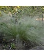 Muhly, Muhlenbergia capillaris 'White Cloud' 1G