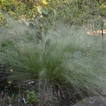 Muhly, Muhlenbergia capillaris 'White Cloud' 1G