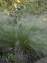 Muhly, Muhlenbergia capillaris 'White Cloud' 3G