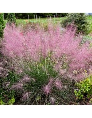 Muhly, Muhlenbergia reverchonii 'PUND01S' UNDAUNTED® 3G