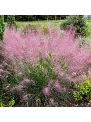 Muhly, Muhlenbergia reverchonii 'PUND01S' UNDAUNTEDÂ® 3G