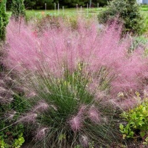 Muhly, Muhlenbergia reverchonii 'PUND01S' UNDAUNTEDÂ® 3G