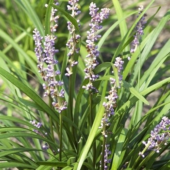 Liriope, Liriope muscari 'Big Blue' 1G