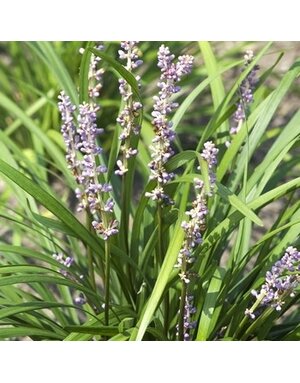 Liriope, Liriope muscari 'Big Blue' 4"