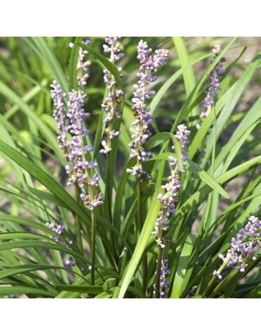 Liriope, Liriope muscari 'Big Blue' 4"