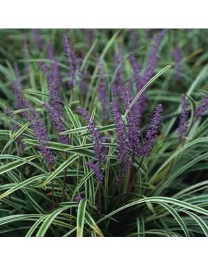 Liriope, Liriope muscari 'Variegata' Variegated 1G HKN NOT FOR SALE