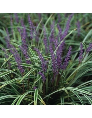 Liriope, Liriope muscari 'Variegata' Variegated 4"