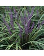 Liriope, Liriope muscari 'Variegata' Variegated 4"
