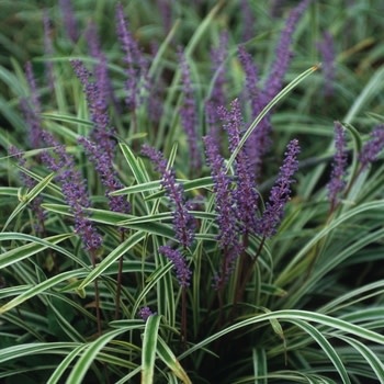 Liriope, Liriope muscari 'Variegata' Variegated 4"