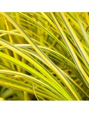 Sweet Flag, Acorus gramineus 'Ogon' Golden Variegated 1G