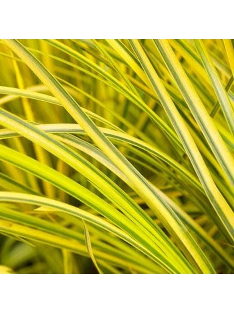 Sweet Flag, Acorus gramineus 'Ogon' Golden Variegated 1G