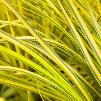 Sweet Flag, Acorus gramineus 'Ogon' Golden Variegated 1G