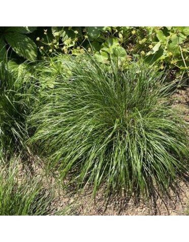 Fountain Grass, Pennisetum alopecuroides 'Piglet' Dwarf 1G