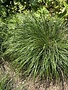 Fountain Grass, Pennisetum alopecuroides 'Piglet' Dwarf 1G