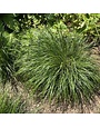Fountain Grass, Pennisetum alopecuroides 'Piglet' Dwarf 1G