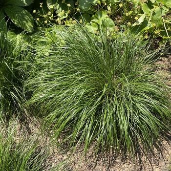 Fountain Grass, Pennisetum alopecuroides 'Piglet' Dwarf 1G