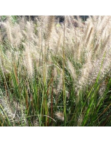 Fountain Grass, Pennisetum alopecuroides 'Cassian' Dwarf 2G