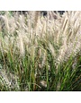 Fountain Grass, Pennisetum alopecuroides 'Cassian' Dwarf 2G