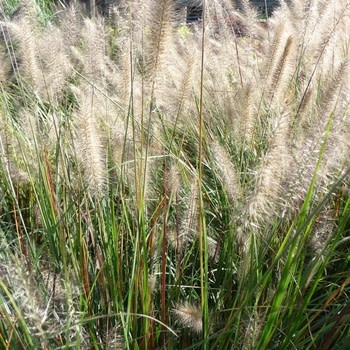 Fountain Grass, Pennisetum alopecuroides 'Cassian' Dwarf 2G