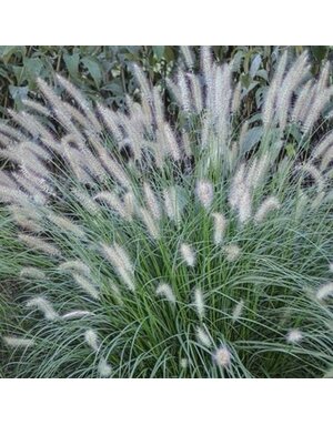 Fountain Grass, Pennisetum alopecuroides 'Hameln' Dwarf 3G
