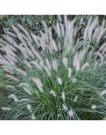 Fountain Grass, Pennisetum alopecuroides 'Hameln' Dwarf 3G