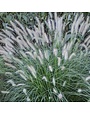 Fountain Grass, Pennisetum alopecuroides 'Hameln' Dwarf 3G