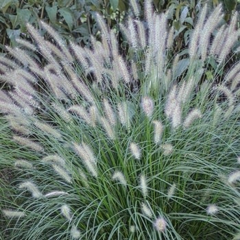 Fountain Grass, Pennisetum alopecuroides 'Hameln' Dwarf 3G