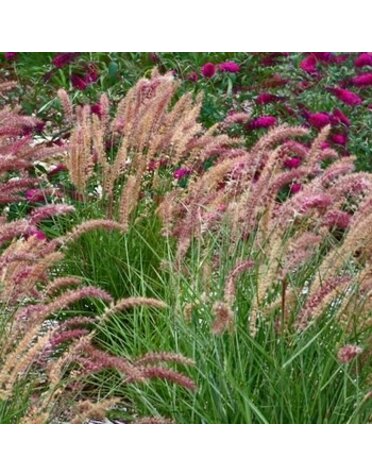 Fountain Grass, Pennisetum orientale 'Karley Rose' 3G