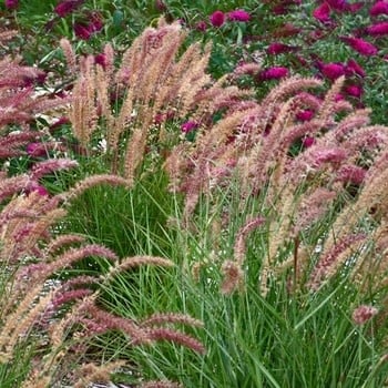 Fountain Grass, Pennisetum orientale 'Karley Rose' 3G