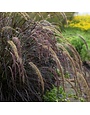 Fountain Grass, Pennisetum rubrum 'Purple' (Annual) 1G
