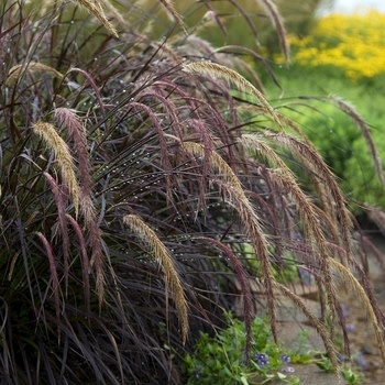 Fountain Grass, Pennisetum rubrum 'Purple' (Annual) 1G