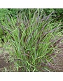 Switchgrass, Panicum virgatum 'Shenandoah' Red 1G
