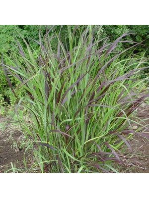 Switchgrass, Panicum virgatum 'Shenandoah' Red 3G NATIVE