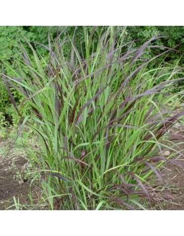 Switchgrass, Panicum virgatum 'Shenandoah' Red 3G NATIVE