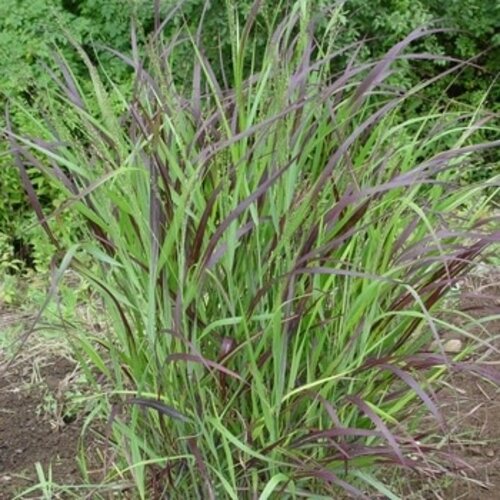 Switchgrass, Panicum virgatum 'Shenandoah' Red 3G NATIVE